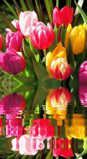tulipany odbite w wodzie